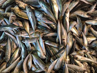 Raw mackerel fish on display for sale. pelagic fish. Seafood.