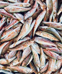 Raw mackerel fish on display for sale. pelagic fish. Seafood.