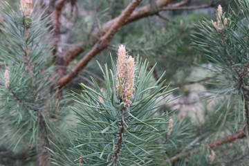 Blossomed pine  tree. These flowers in the fall will become pine cones.