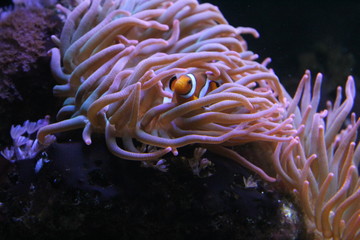 Fototapeta na wymiar Sea Life - Nemo / Clown Fish