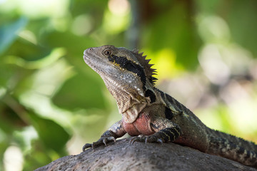 Eastern dragon lizard sitting on a rock against the green background