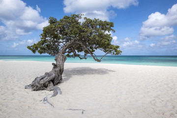 Divi Divi Tree on Eagle Beach Aruba, Caribbean