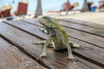 Green Iguana Sitting on a Picnic Table on Blue Bay Beach in Curacao, Caribbean