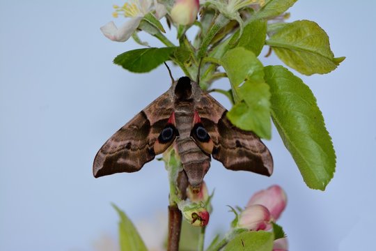 Beautiful eyed hawk moth ( Smerinthus ocellatus)
newly hatched on apple blossom branch
