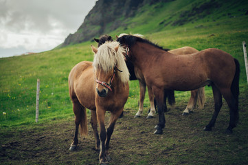 Fototapeta na wymiar Icelandic horses. The Icelandic horse is a breed of horse develo