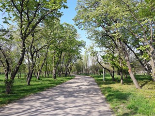 Park alley - green spring 