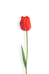 
Red tulip isolated on white background


