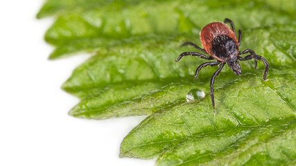 Wet castor bean tick on a decorative green leaf with rain drop. Ixodes ricinus. Dangerous parasite on the dewy leaflet on white background. Transmitter of infections as encephalitis and Lyme disease.