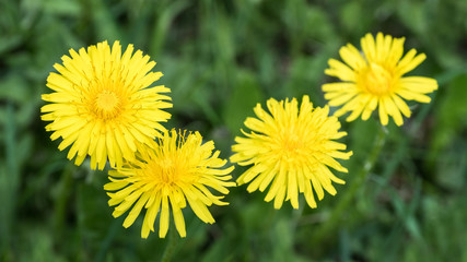 Flowering common dandelions in spring meadow. Taraxacum officinale. Beautiful yellow blooms of medicinal wild herb. Close-up with petals and blurred green grasses in background. Selective focus.