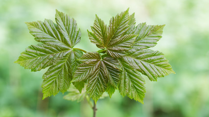 Young leaves of sycamore maple. Acer pseudoplatanus. Close-up of the fresh little tree with lush green foliage and bright spring nature in background. Selective focus.