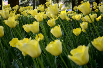 Obraz premium Yellow tulips