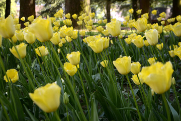 Obraz premium Yellow tulips