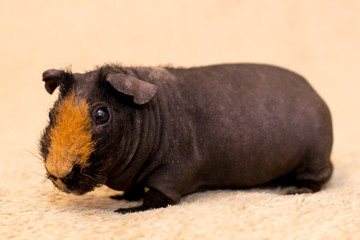guinea pig skinny