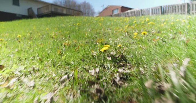 A low angle view of a mouse, squirrel, or other rodent running through the tall grass and dandelions of an unkept residential back yard.  	