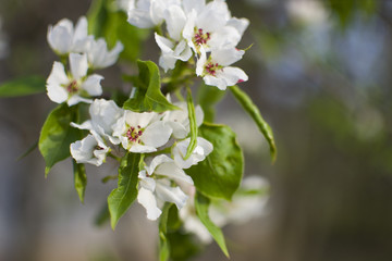 Apple blossom horizontally