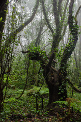 Fototapeta premium Canary Islands: La Gomera, Garajonay national park, fog forest