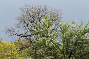 Spring landscape with branched oak without leaves and flowering pear tree before the storm