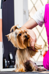 Hairdresser mows Yorkshire Terrier fur on the ear with a trimmer