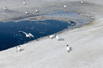 Fototapeta premium flock of black-headed gulls on the ice of the bay