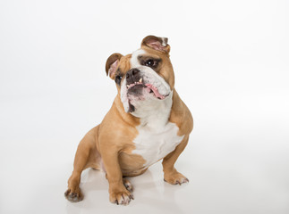 English Bulldog sitting on white background looking up and to the left