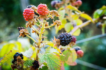 Ripe blackberry on a branch in garden