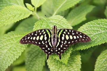 Papillon vert en gros plan