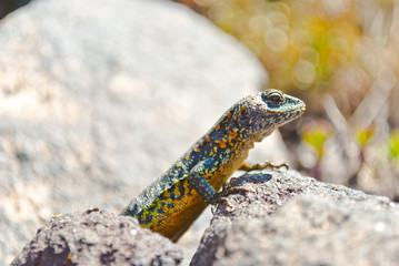 Lizard bathing in the sunlight