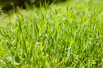 green grass in the sunny day