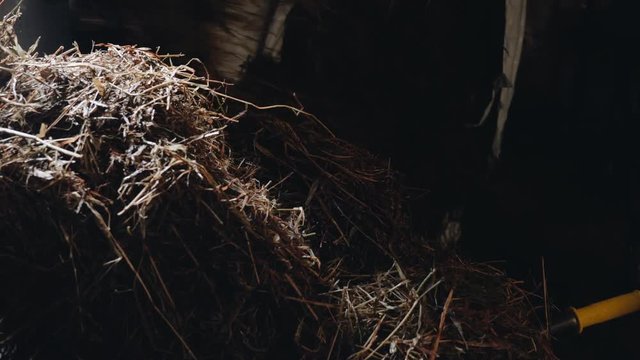 Working at the Stable