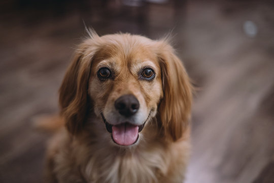 Portrait of golden dox dog smiling