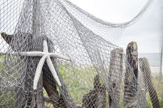 Sea Star on a Fishing Net