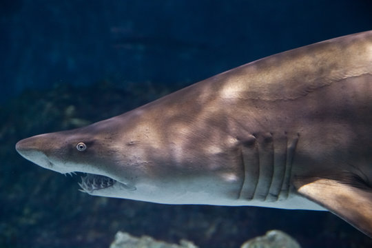 Shark Closeup