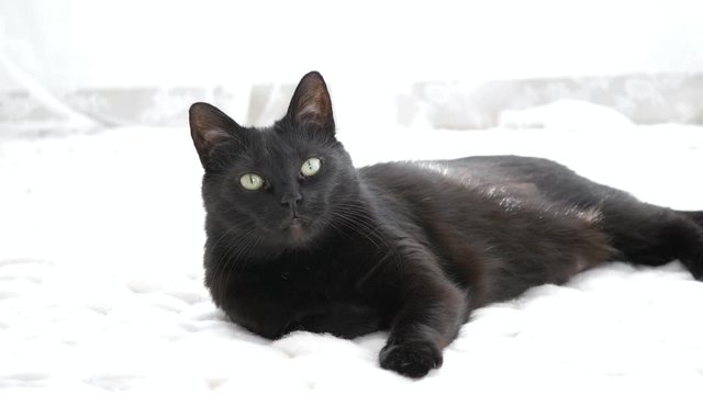 Black cat relaxing on white knitted merino plaid