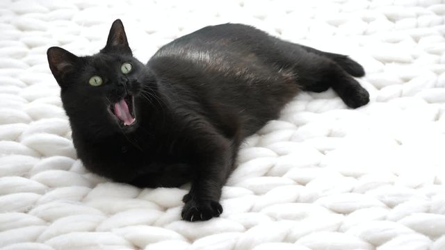 Black cat relaxing on white knitted merino plaid