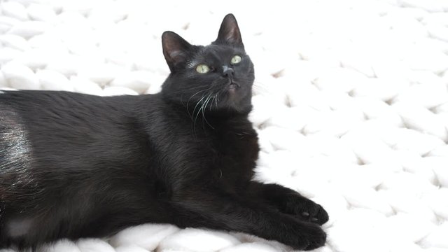 Black cat relaxing on white knitted merino plaid