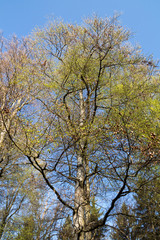 Obraz premium Frisches Buchenlaub (Rotbuchen / Fagus Sylvatica) im Schönbuch bei Tübingen