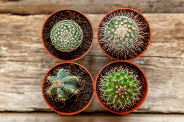 Different cactus on wooden background, ornamental plant on wood flat lay top view. Still Life Natural Three Cactus Plants on Vintage Wood Background Texture
