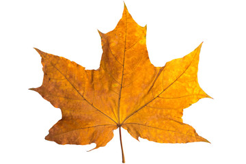 Orange maple leaf isolated on white. Autumn dry leaf