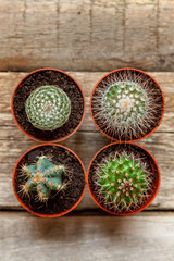 Obraz na płótnie Canvas Different cactus on wooden background, ornamental plant on wood flat lay top view. Still Life Natural Three Cactus Plants on Vintage Wood Background Texture
