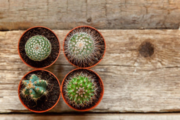 Different cactus on wooden background, ornamental plant on wood flat lay top view. Still Life Natural Three Cactus Plants on Vintage Wood Background Texture