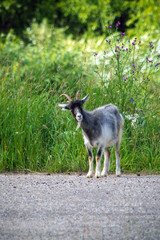 Lonely goat grazing on the lawn and took the road
