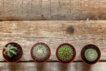 Different cactus on wooden background, ornamental plant on wood flat lay top view. Still Life Natural Three Cactus Plants on Vintage Wood Background Texture