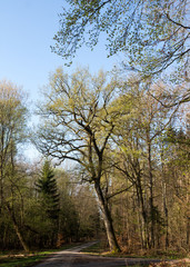 Eiche im Frühlingswald