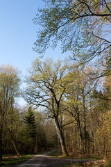Obraz na płótnie Canvas Eiche im Frühlingswald