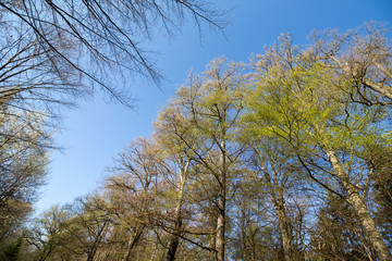 Fototapeta premium Frisches Buchenlaub