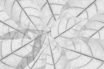 Close up on green leaf texture