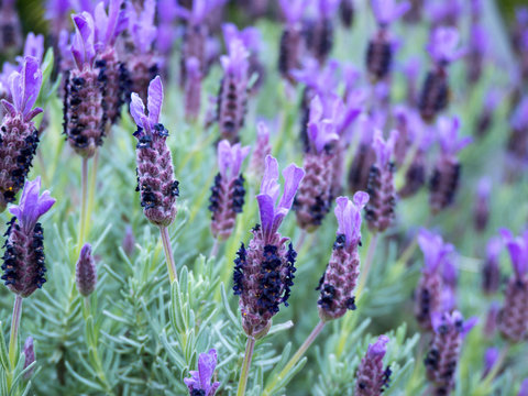 Fototapeta French or spanish or topped lavender