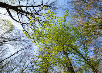 Frisches Hainbuchenlaub (Carpinus betulus)