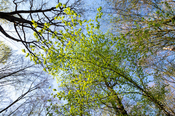 spring forest Carpinus betulus