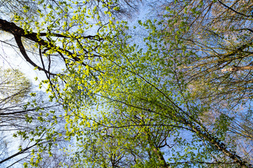 Frisches Hainbuchenlaub (Carpinus betulus)